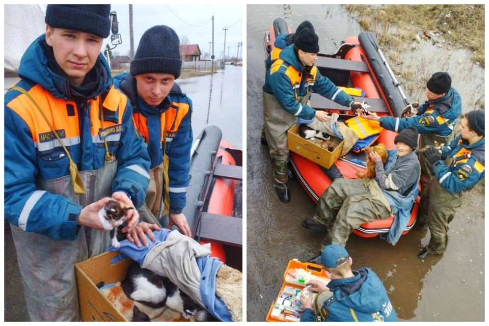 Дедушку с животными увезли в безопасное место. Фото: пресс-служба МЧС России