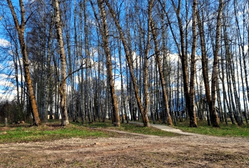 Парк в селе Емельяново, где произошло убийство. Фото: СУ СК РФ по Тверской области