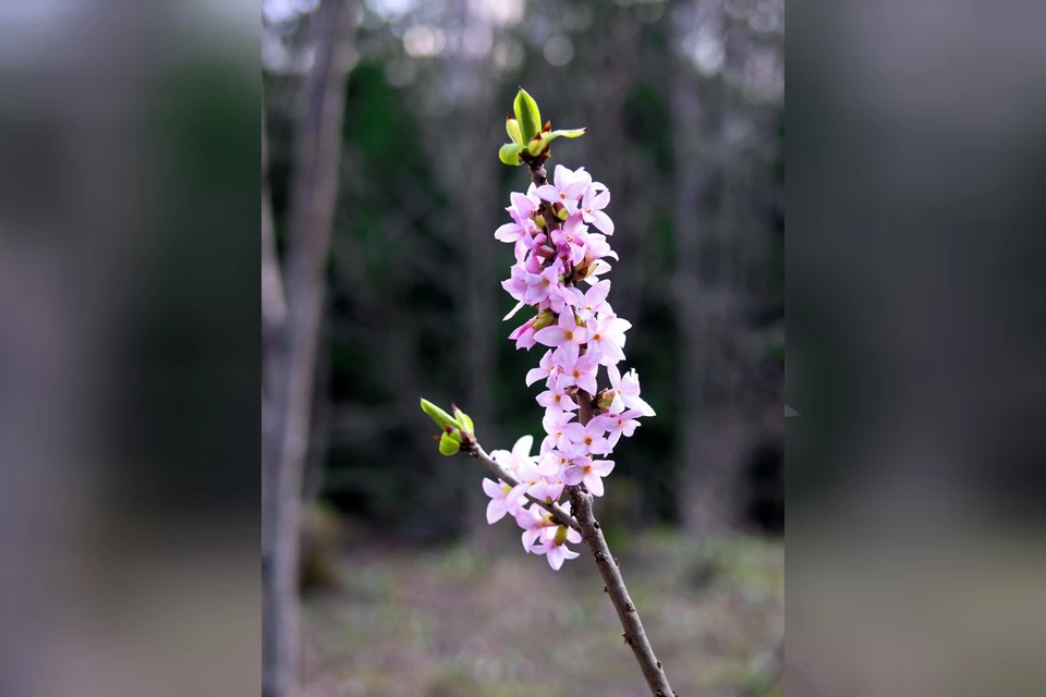 Прикосновение к симпатичному с виду кустику грозит волдырями и воспалением кожи. Фото: нацпарк «Таганай»