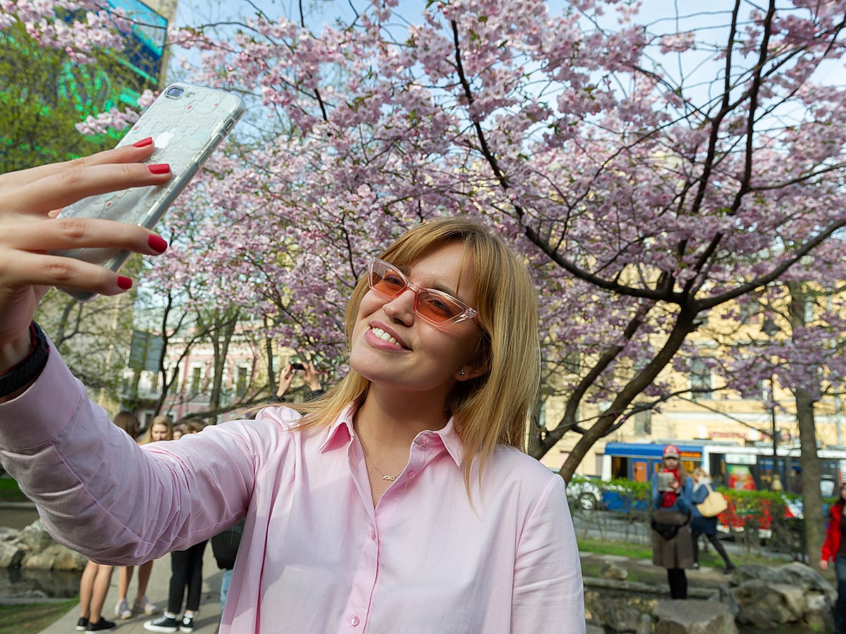 Когда сакуры цветут: В каких московских парках можно полюбоваться  «японскими» деревьями - KP.RU