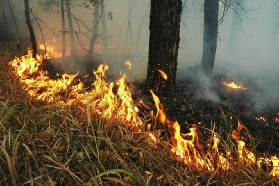 Жителям Кубани временно запретили посещать леса Фото: Олег РУКАВИЦЫН