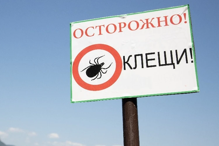 В Татарстане стартовал сезон клещей: что делать и куда обращаться при укусе