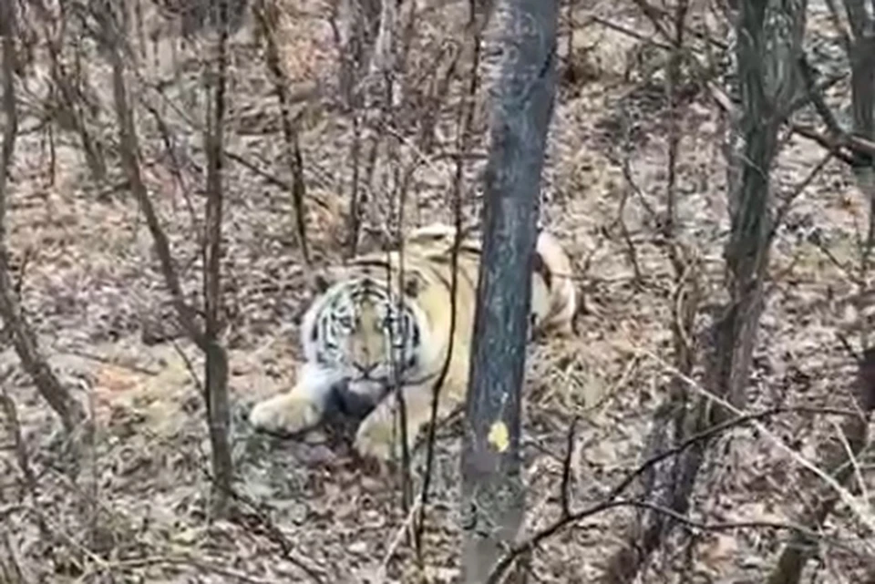 Хищника увидели в Пограничном округе. Фото: принтскрин видео центра "Амурский тигр".