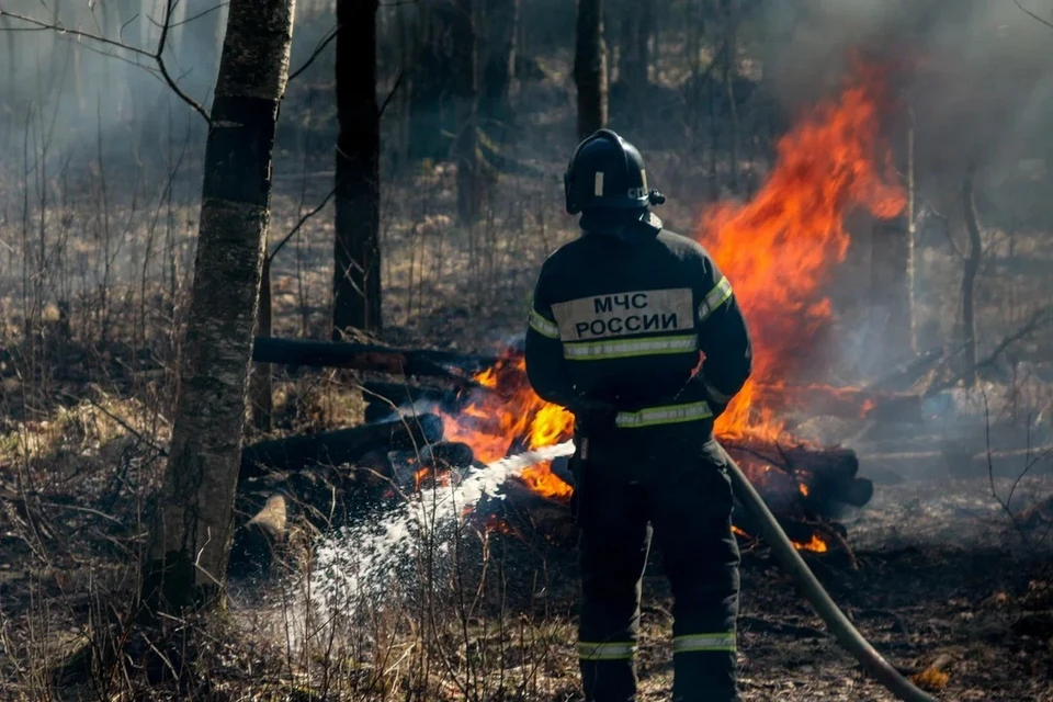 Пожароопасный сезон начал действовать в лесах Ленобласти. Фото: МЧС России