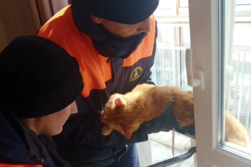 Новосибирские спасатели освободили застрявшего в оконной раме рыжего кота. Фото: спасатели МАСС