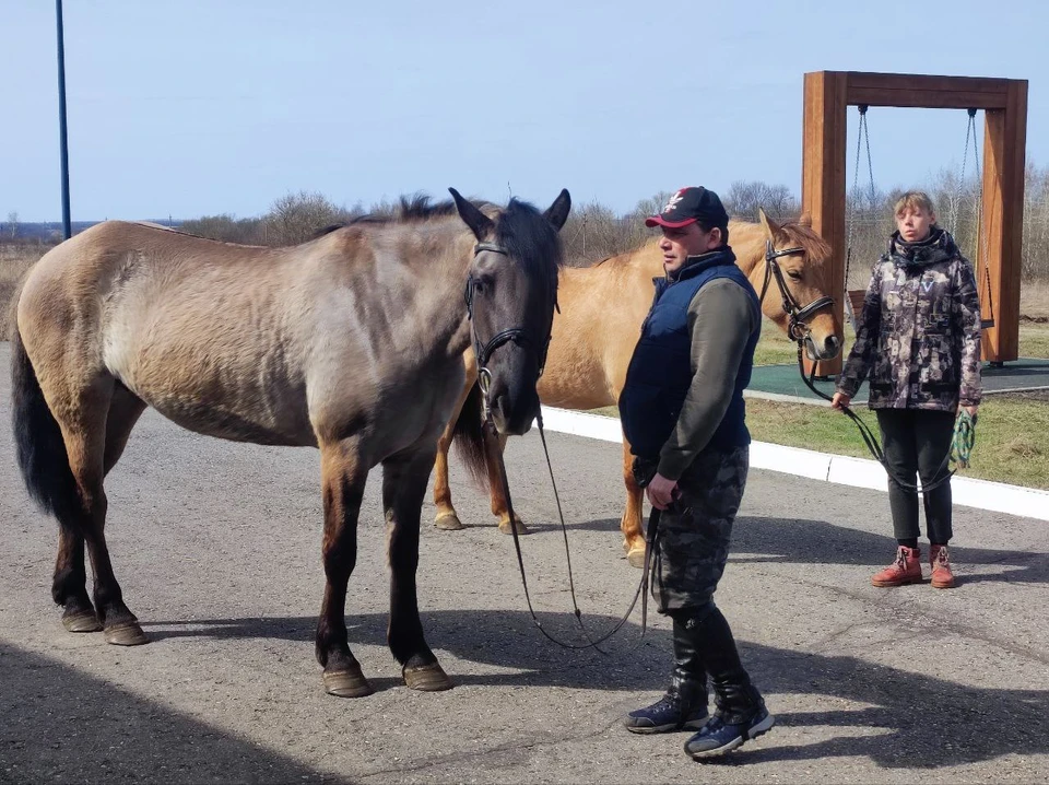 Удмуртские лошадки Бербера и Коломбина поселились на конном дворе Куликова поля в Тульской области