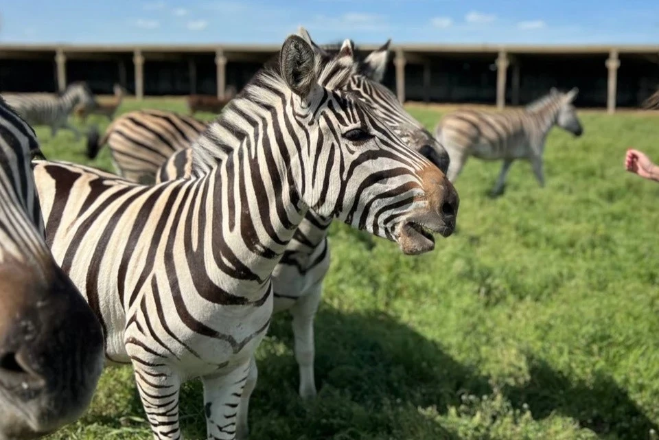 В заповеднике обитают редкие виды зебр. Фото: заповедник "Аскания-Нова"