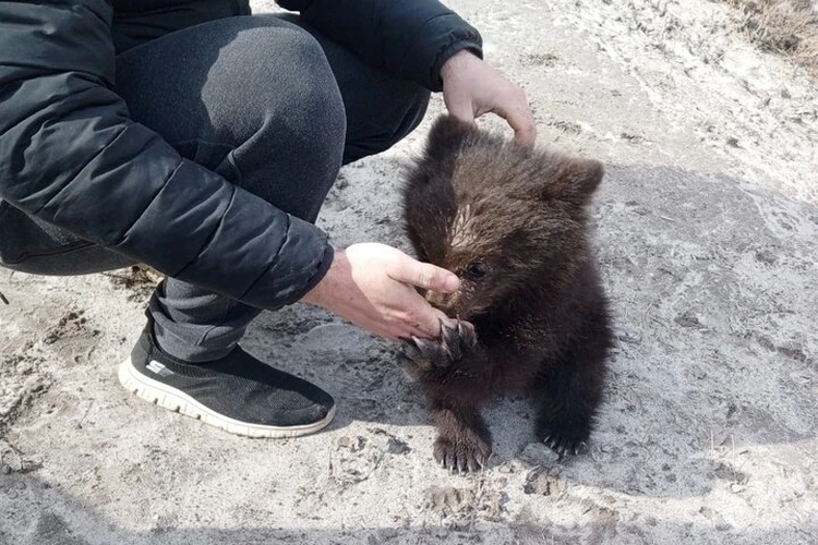 «Жалобно ревели и хватались лапками за людей»: голодные медвежата вышли к автомобилистам из леса в Югре