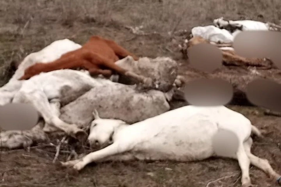 Зоозащитники подтверждали свои слова фотографиями погибших лошадей, но сотрудники управления ветеринарии трупы животных не нашли. Фото: соцсети.