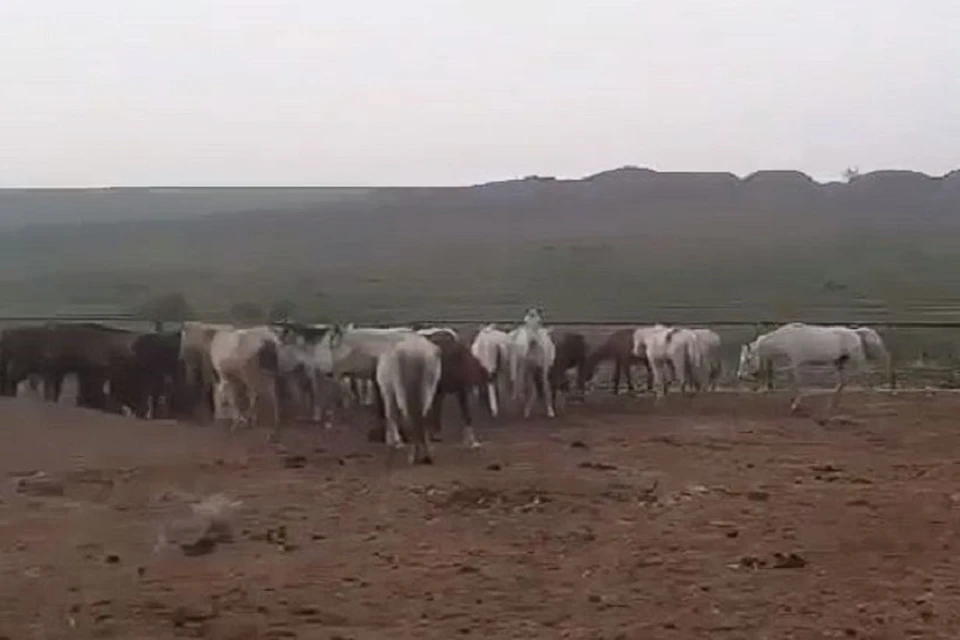 Лошади гибнут от истощения. Фото: стоп-кадр видео пресс-службы Управления ветеринарии Ставропольского края.