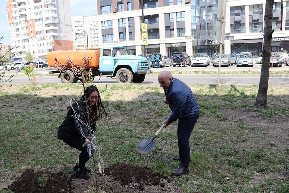 Аллею из груш высадили у мемориала «Танк» в Хабаровске