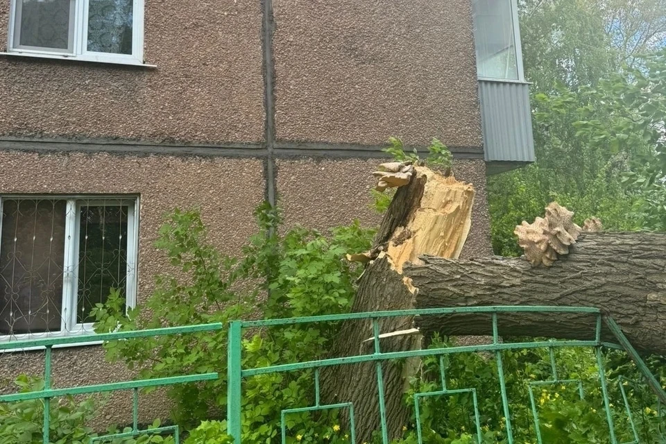 Следком начал проверку из-за упавшего на 65-летнюю женщину дерева в Липецке