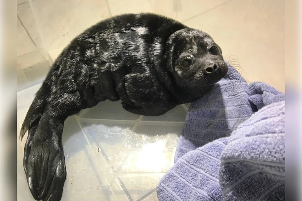 Детеныша тюленя нашли в селе Паша и передали в руки специалистов. Фото: t.me/sealresque