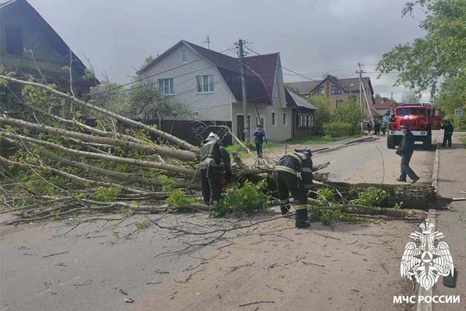 В Твери дерево упало на проезжую часть Фото: ГУ МЧС России по Тверской области