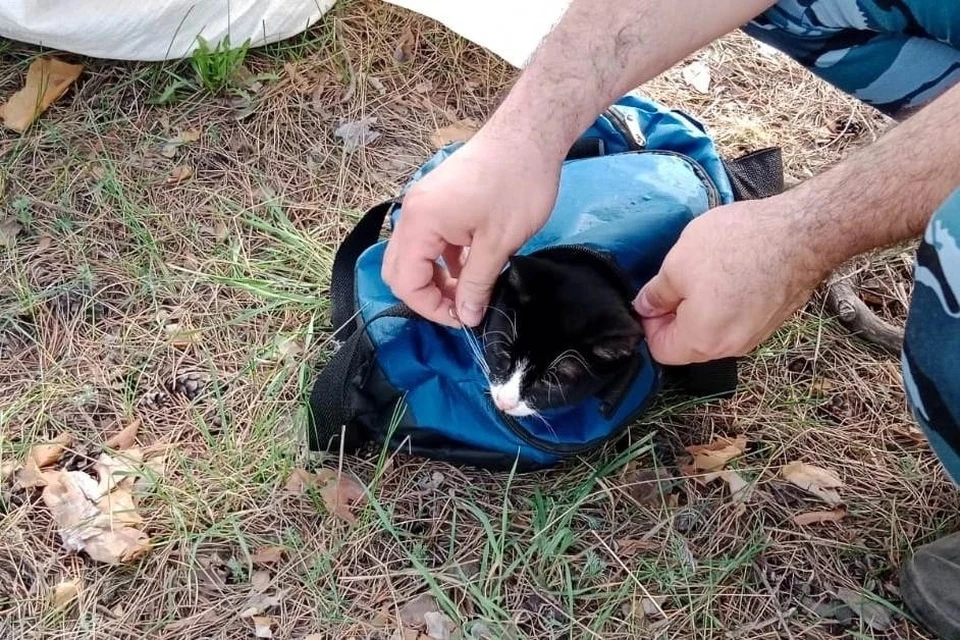 Наркотики нашли в самодельном ошейнике, надетом на кота. Фото: УФСИН Самарской области
