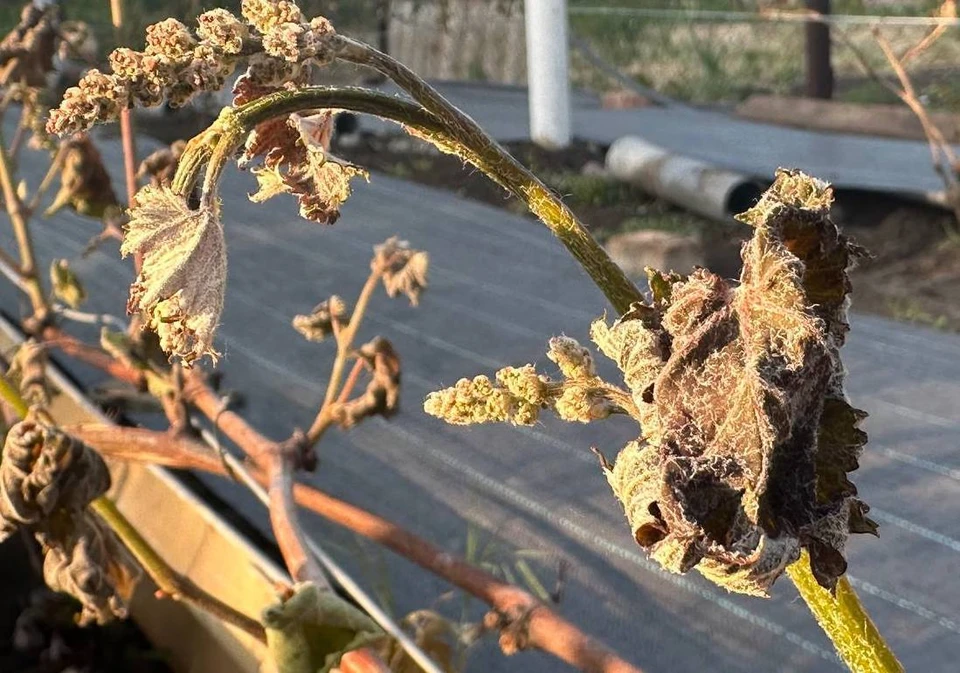 В Донецке из-за возвратных заморозков массово пострадали виноградники