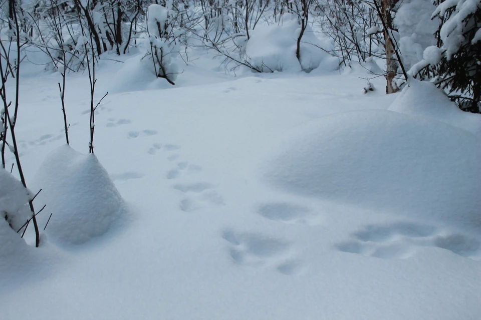Жительница Ухты насмерть замерзла в лесу. Фото: Екатерина ЧЕРНУХА.