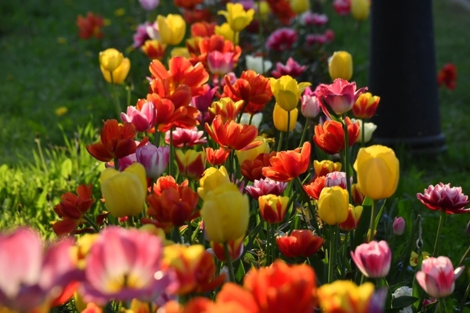К 7 мая работниками «Горзеленхоза» высажено более 125 тысяч однолетних цветов