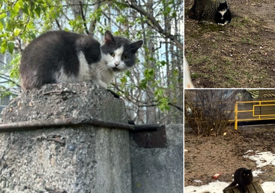 В Твери пытаются пристроить 16 кошек, у которых умерла хозяйка. Фото: VK/Инициативная группа по защите животных