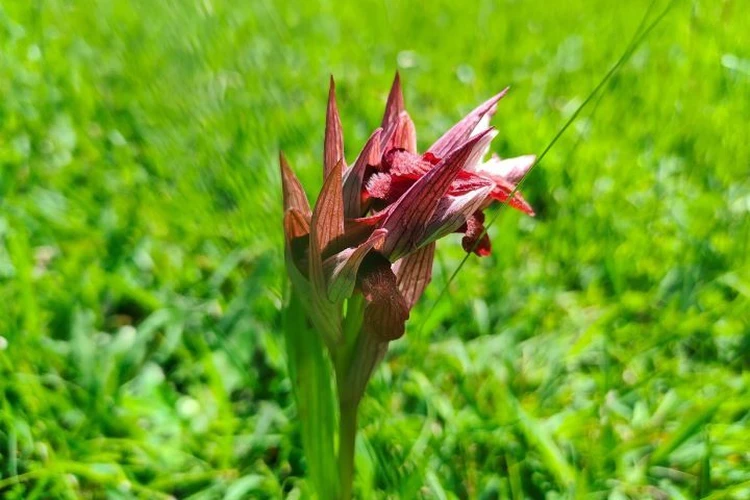 Цветок имитирует гнезда пчел: В Сочи распустилась редчайшая орхидея