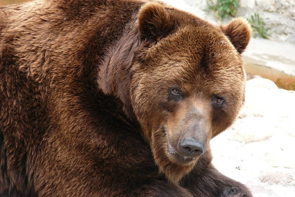 Медведь насмерть загрыз мужчину в ЕАО