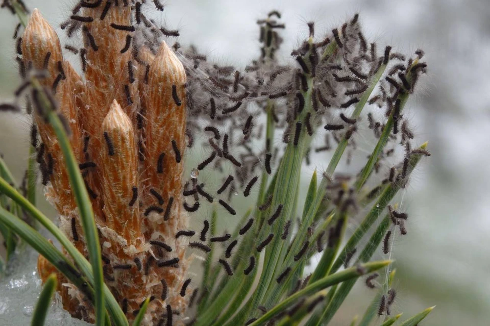 Шелкопряд является типичным лесным вредителем для Алтая. Фото: Минприроды АК