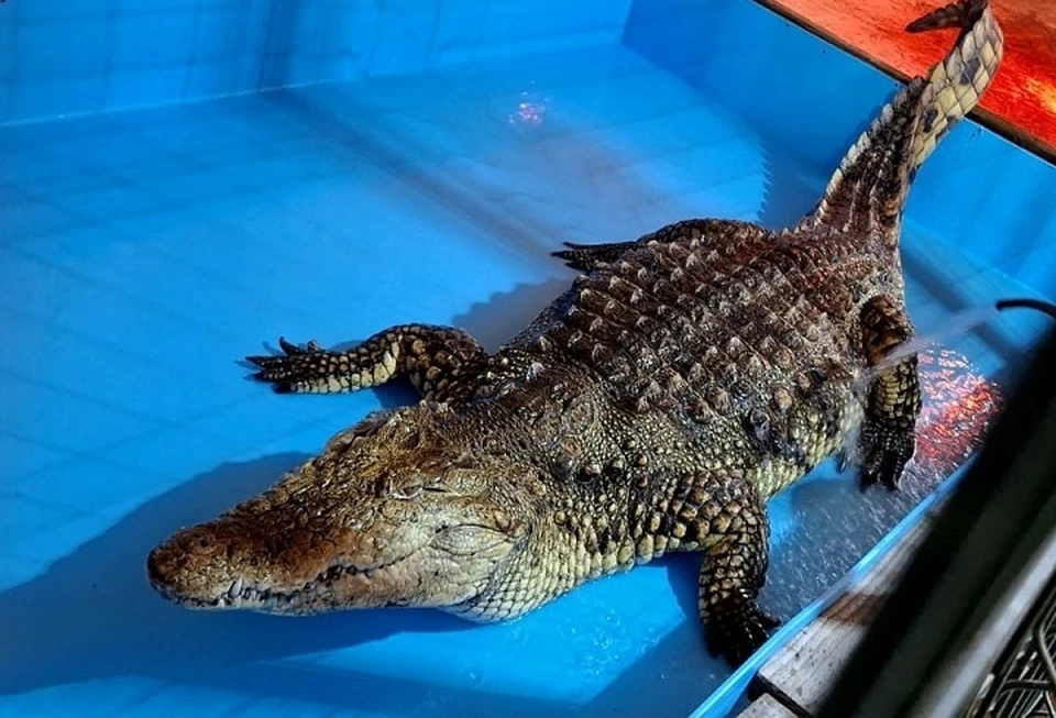 Крокодил Вася чудом уцелел в жутком пожаре. Фото со страницы "Тропикпарка" Вконтакте