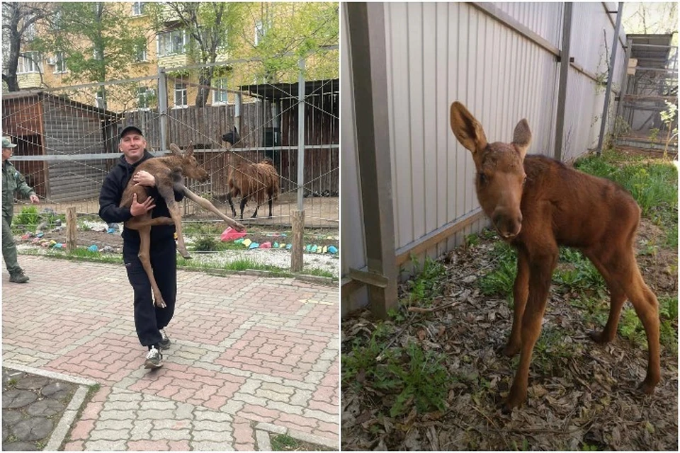 Лосенка занесли на руках. Фото: работников зооцентра/предоставлено КП