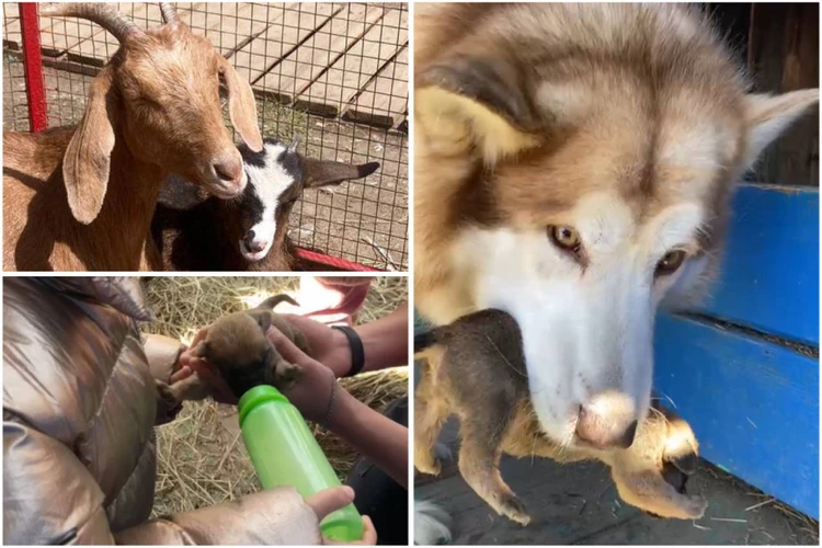 «Без молока бы погибли»: коза Фрося и маламут Рада стали мамами брошенных под Иркутском щенков