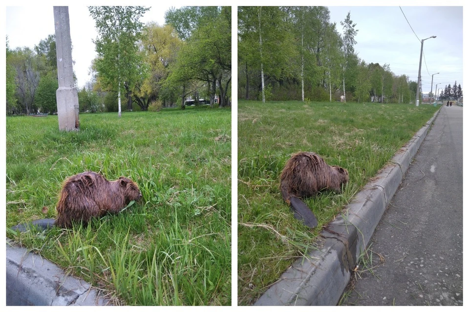 Новосибирец повстречал на набережной бобра, лакомившегося травой. Фото: предоставлено Антоном Бурмистровым.