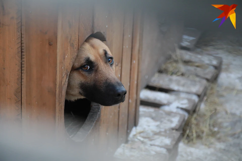 Руководитель приюта для бездомных животных в Мурманске Оксана Анчишкина на странице губернатора в ВК предложила создать в регионе службу быстрого реагирования для работы с животными умерших северян.