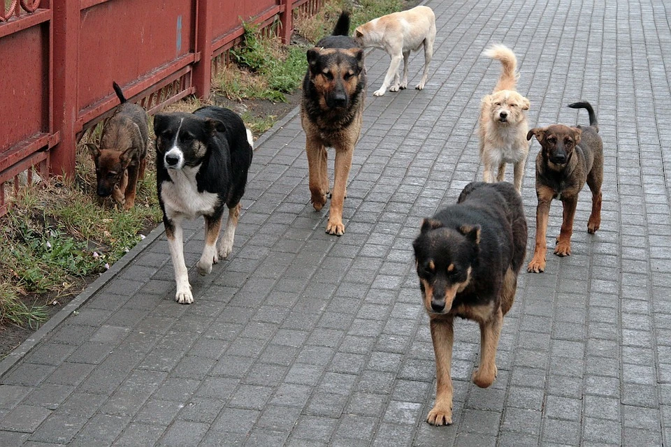Собаки покусали девочку в Нелидово, ход расследования случившегося на контроль взял Бастрыкин.
