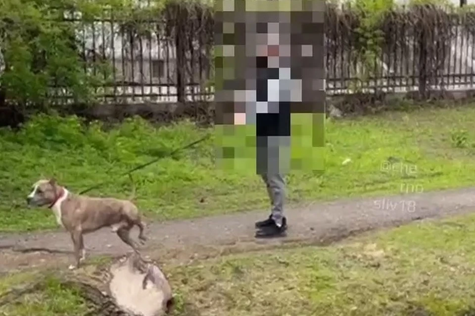 Животное выгуливали без намордника.