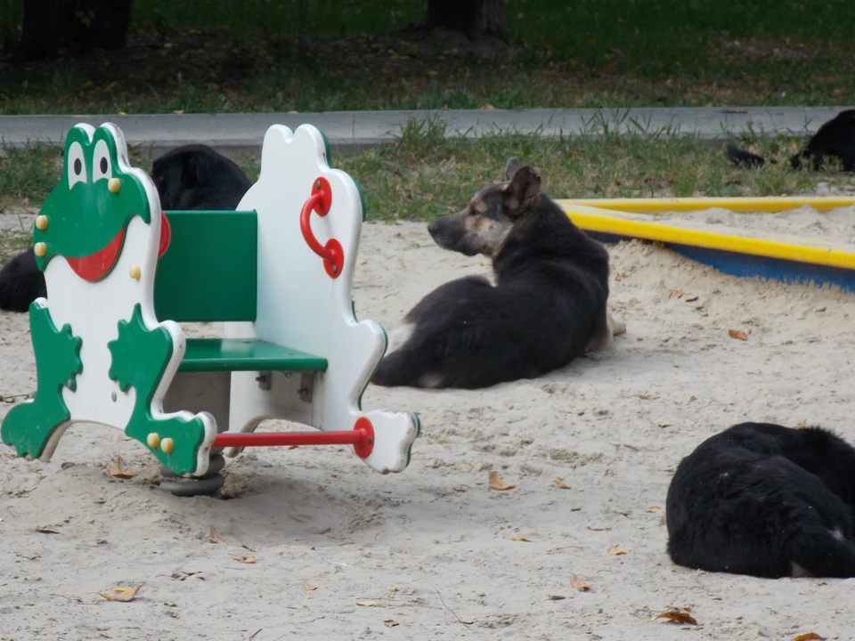 В День семьи, любви и верности жители Заводоуковска построят будки для собак
