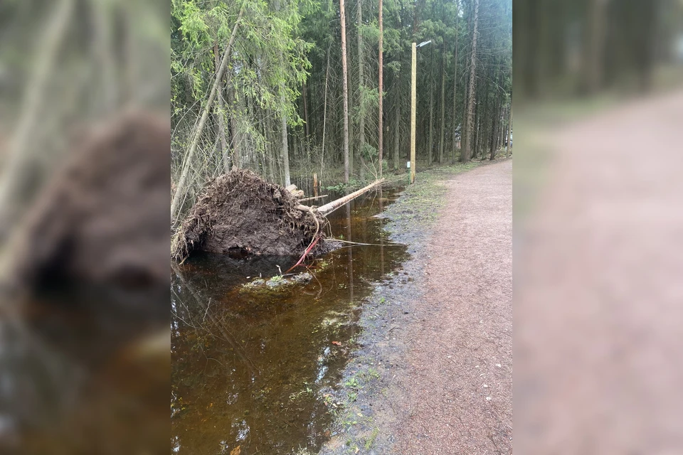 В Сыктывкаре «Беличьем парке» рухнули два дерева. Фото: Алексей Фельцингер.