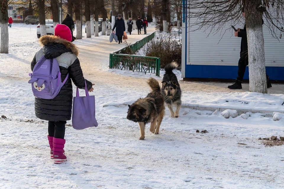 В Новосибирске отловили 350 бездомных животных