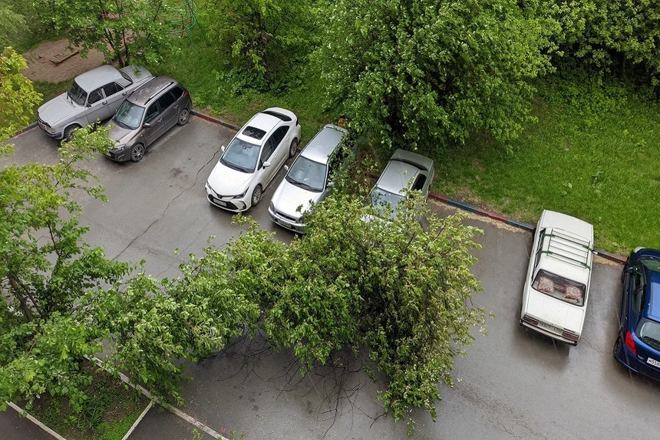 В Новосибирске. сильный ветер повалил дерево на ОбьГЭСе. Фото: предоставлено Павлом.