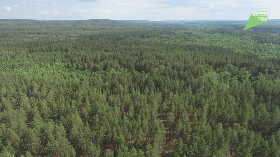 Майнский лес проверяют лесопатологи. ФОТО: минприроды УО