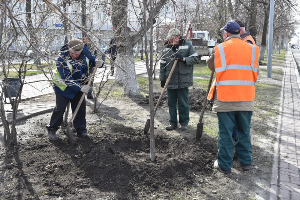 В 2024 году деревья и кустарники в Ульяновске высадят на городских улицах, в парках и скверах. Фото администрация Ульяновска