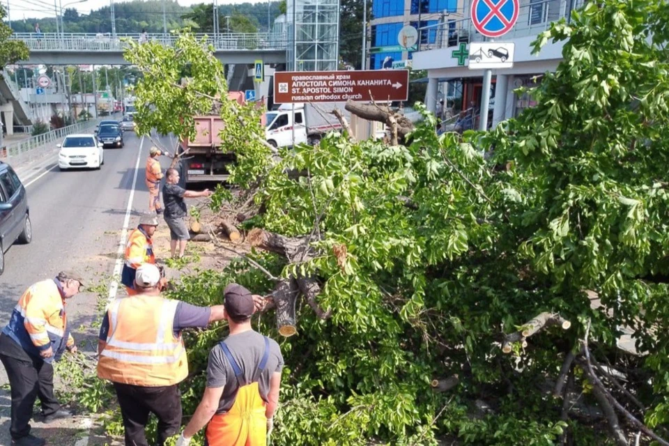 В Сочи часть федеральной трассы перекрыло упавшее дерево Фото: пресс-служба ФКУ Упрдор «Черноморье»