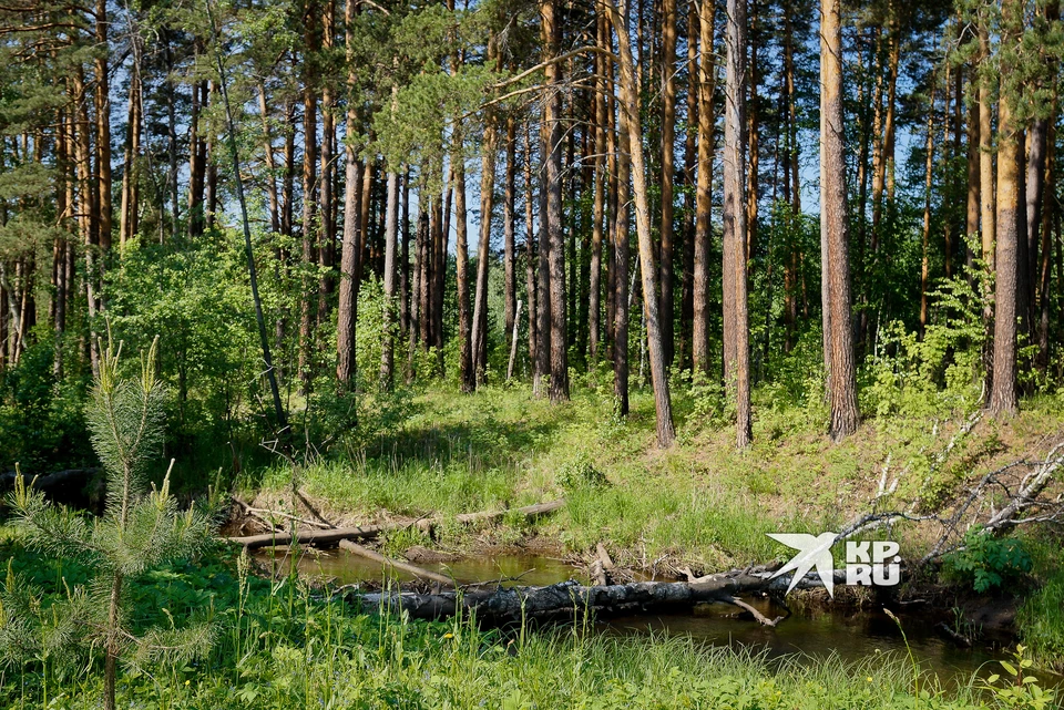 Для жителей Екатеринбурга и Свердловской области установили ограничение на посещение лесов