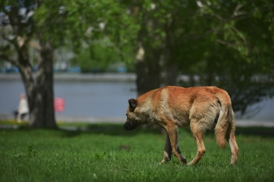 Горячая линия по отлову бездомных животных заработала в Хабаровске