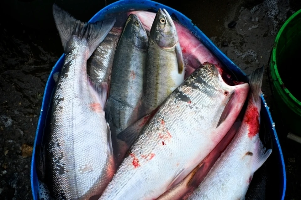 Производителя рыбы из ЕАО наказали за антисанитарию на предприятии