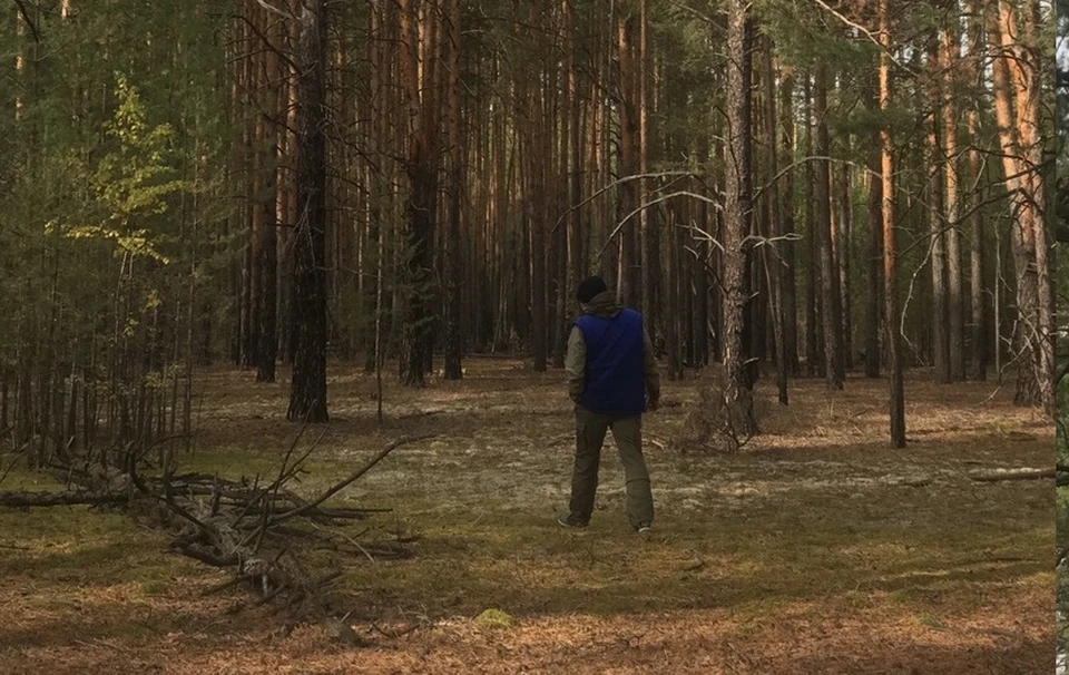 Житель Ярковского района «нарубил» себе хвойных деревьев на 2,5 года колонии