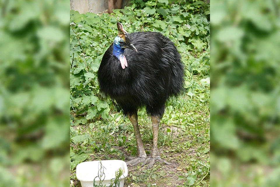 Казуары - это огромные птицы с большими сильными ногами.