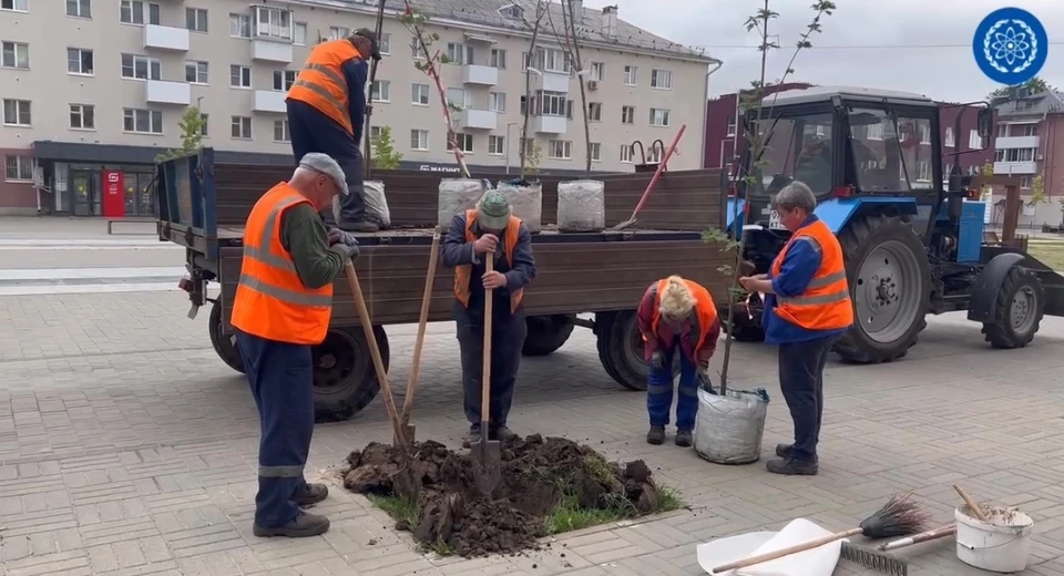 Специалисты сажают на улице Лейпунского новые клёны