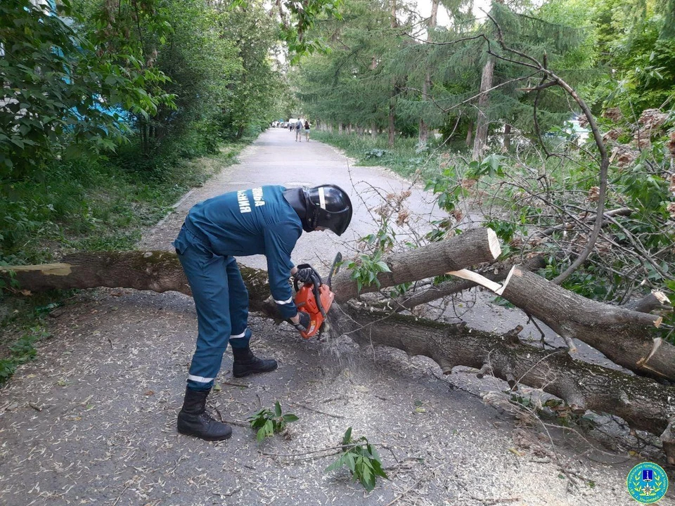 За неделю ульяновские спасатели выезжали на 7 вызовов и убрали 11 старых деревьев. Фото управление гражданской защиты