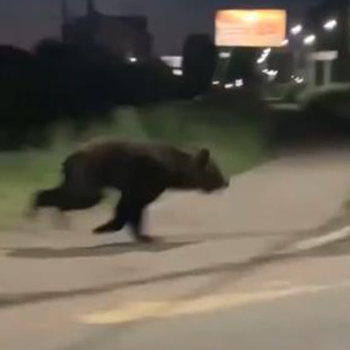 В Перми и Чайковском по улицам разгуливали медведи - KP.RU