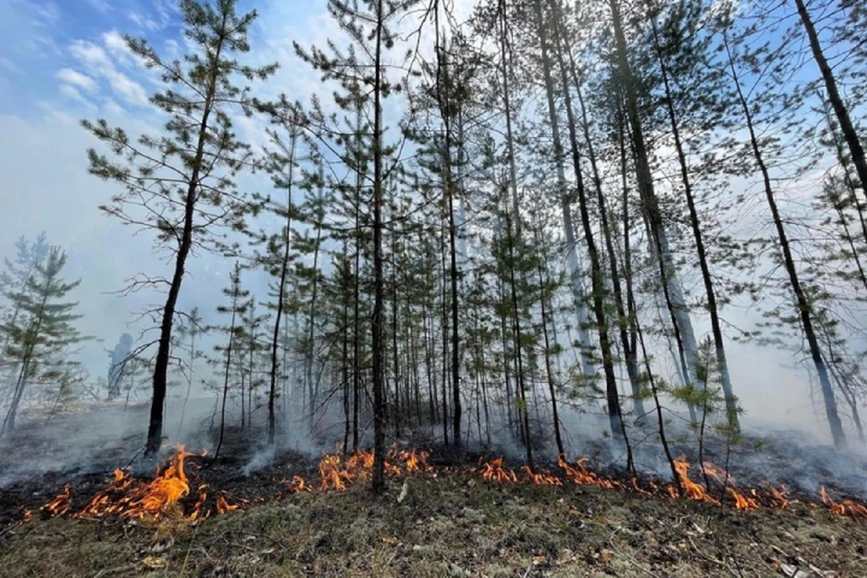 Лес горит в 15 районах республики