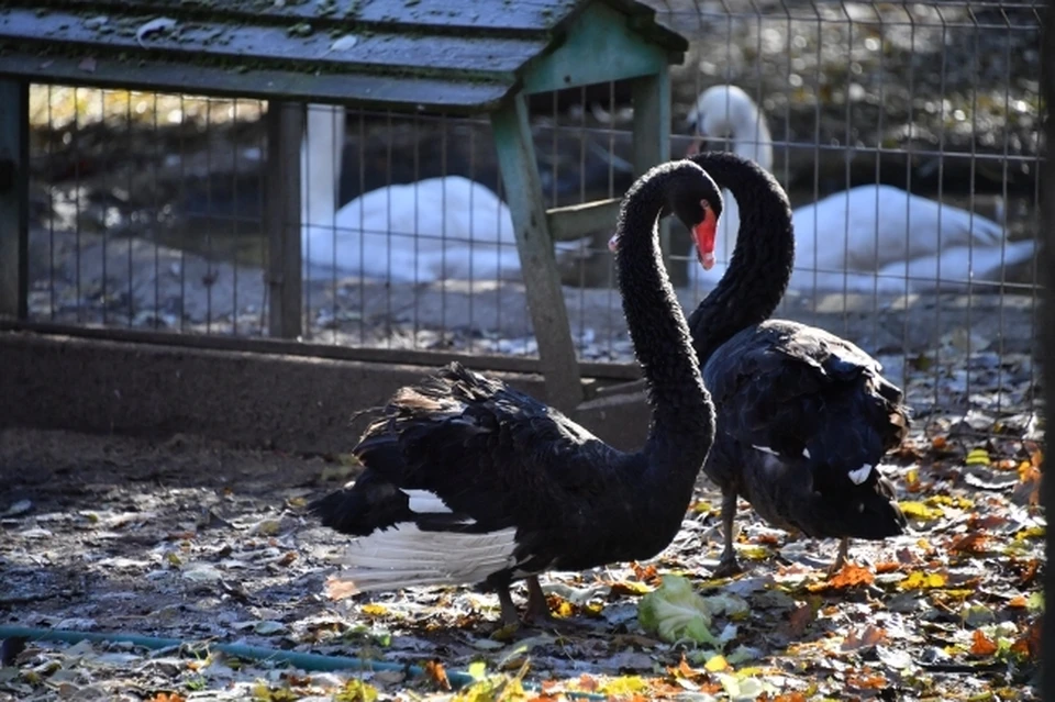 В зоопарке донской столицы в семье черных лебедей пополнение